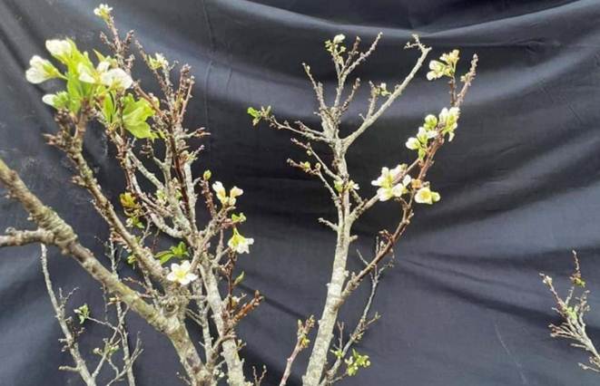 Hoa lê, hoa đào trái vụ sốt xình xịch, khách không ngại chi tiền triệu mua chơi-2