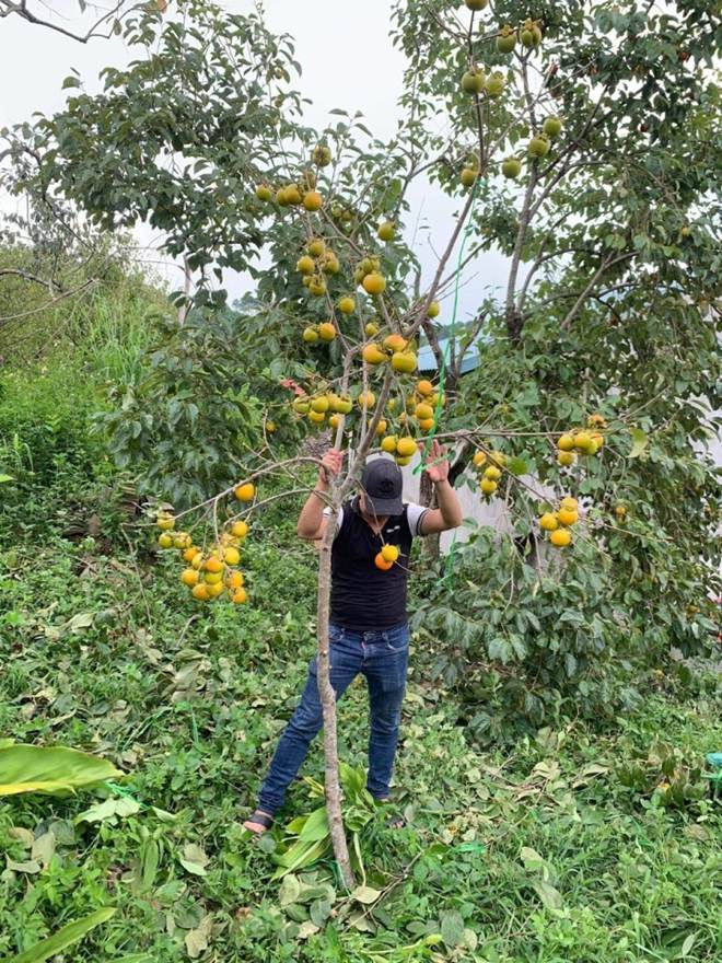 Hoa lê, hoa đào trái vụ sốt xình xịch, khách không ngại chi tiền triệu mua chơi-3