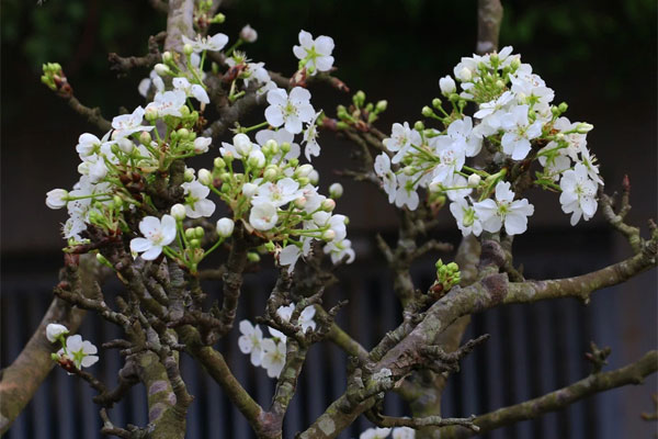 Đào Nhật Tân phục vụ khách chơi Tết sớm-6