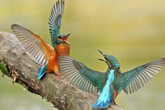 Kiên trì ắt thành công, ai sinh tháng Âm lịch này sớm 