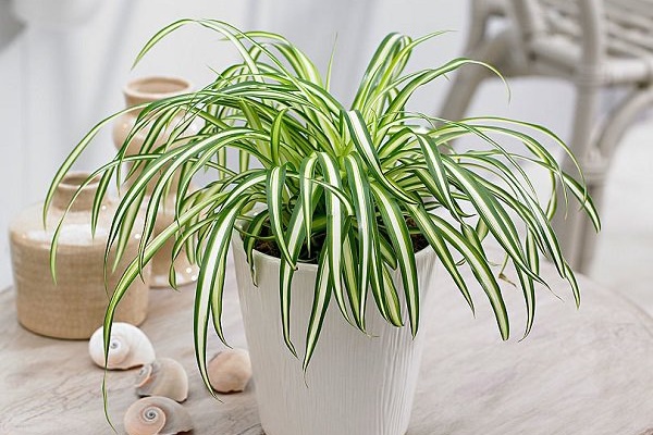 Nhà có 3 thứ này trống rỗng, gia đình thiếu phúc khí, tài lộc thất thoát: Càng ở càng nghèo khó-4