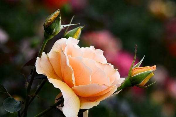 Trẻ sinh vào 3 tháng Âm lịch này, có sao tốt chiếu mệnh, phúc lộc vẹn toàn-1