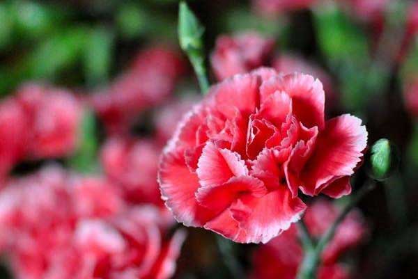 Trẻ sinh vào 3 tháng Âm lịch này, có sao tốt chiếu mệnh, phúc lộc vẹn toàn-3