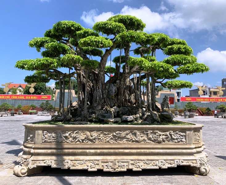 Siêu cây đại gia nước ngoài chi gần 500 tỷ không mua nổi-1