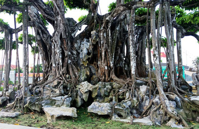 Siêu cây đại gia nước ngoài chi gần 500 tỷ không mua nổi-11