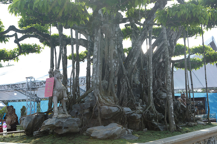 Siêu cây đại gia nước ngoài chi gần 500 tỷ không mua nổi-5