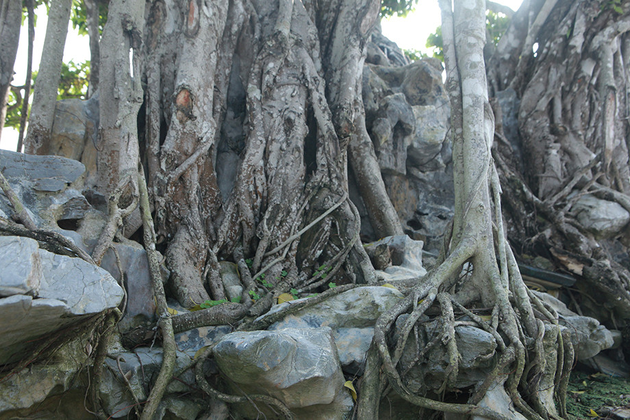 Siêu cây đại gia nước ngoài chi gần 500 tỷ không mua nổi-7