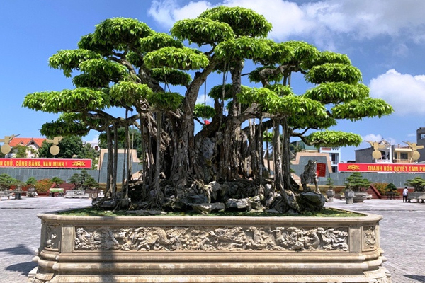 Tận mục siêu cây 120 tỷ đại gia bán chỉ để vợ vui-12