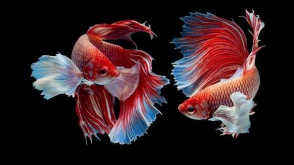 Bốn dấu hiệu này bất ngờ xuất hiện trong nhà, may mắn liên tiếp ghé thăm, tài lộc công danh thăng tiến mạnh mẽ-1