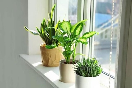 Bốn dấu hiệu này bất ngờ xuất hiện trong nhà, may mắn liên tiếp ghé thăm, tài lộc công danh thăng tiến mạnh mẽ