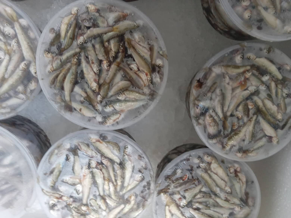 Loại cá bé như đầu đũa, giá bán lên đến 700.000 đồng/kg vẫn cháy” hàng-4