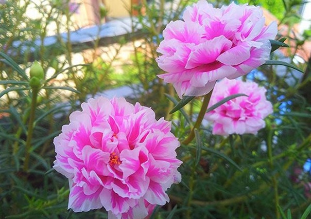 3 con giáp là quý nhân của chồng, nâng đỡ các con, càng về già càng có phúc-2