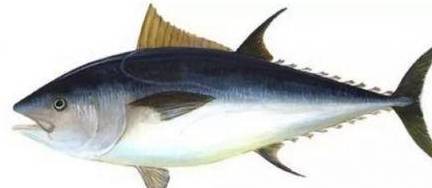 Bé ăn cá có thông minh hơn? 7 loại cá này bé không thể ăn chỉ trong một lần cắn!-3