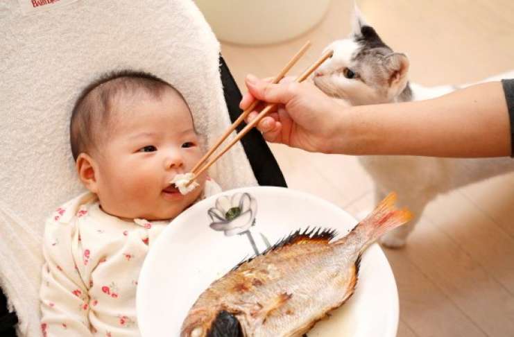 Bé ăn cá có thông minh hơn? 7 loại cá này bé không thể ăn chỉ trong một lần cắn!-1