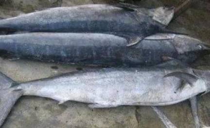 Bé ăn cá có thông minh hơn? 7 loại cá này bé không thể ăn chỉ trong một lần cắn!-4