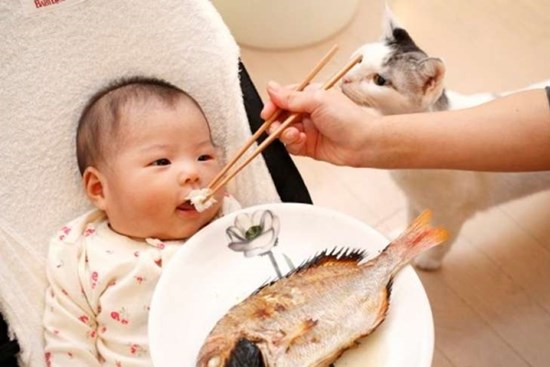 Bé ăn cá có thông minh hơn? 7 loại cá này bé không thể ăn chỉ trong một lần cắn!