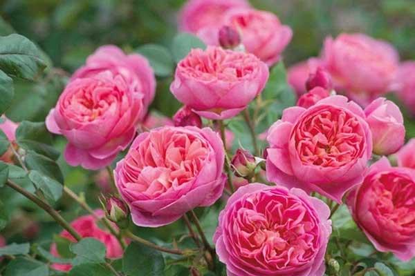 Phụ nữ sinh vào 3 tháng Âm lịch này, được ví như sao may mắn, giúp chồng con làm nên nghiệp lớn-1