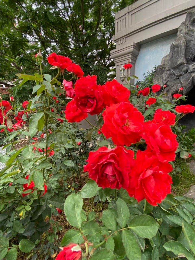 Vy Oanh khoe vườn hồng trong biệt thự rộng lớn-4