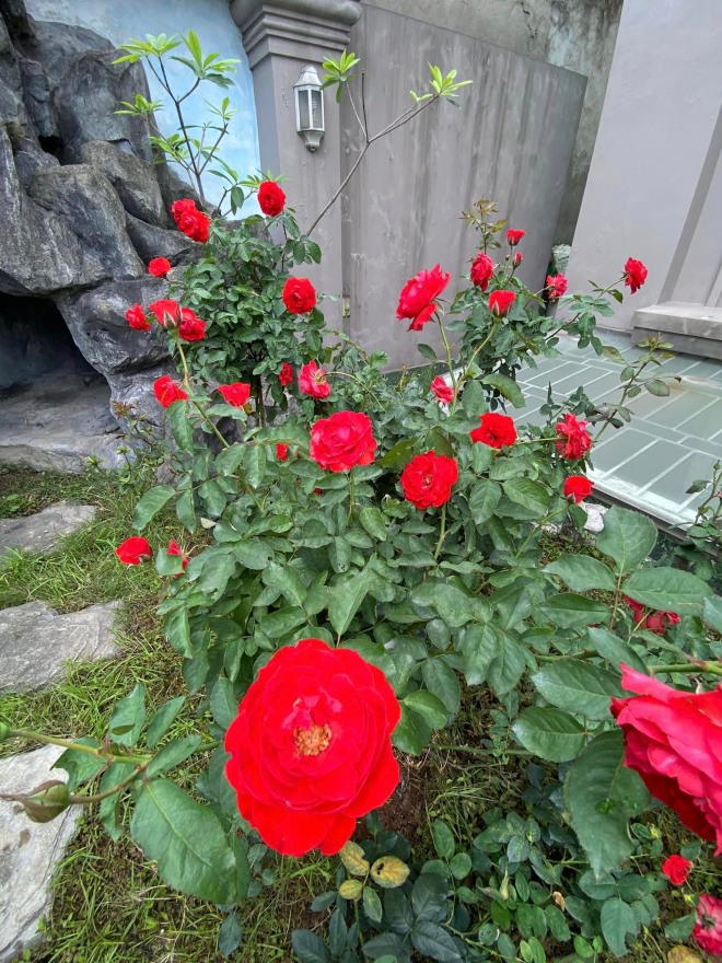 Vy Oanh khoe vườn hồng trong biệt thự rộng lớn-6