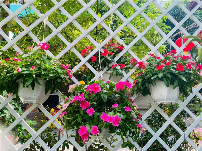 Vy Oanh khoe vườn hồng trong biệt thự rộng lớn-13