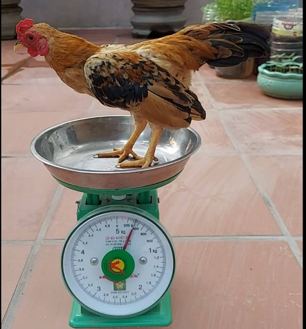 Dân chơi mua loại gà nhỏ tí, giá lên dến cả trăm triệu đồng/con-2