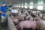 Giá lợn hơi tiếp đà giảm mạnh, thịt lợn chợ có loại vẫn 170.000 đồng/kg-2