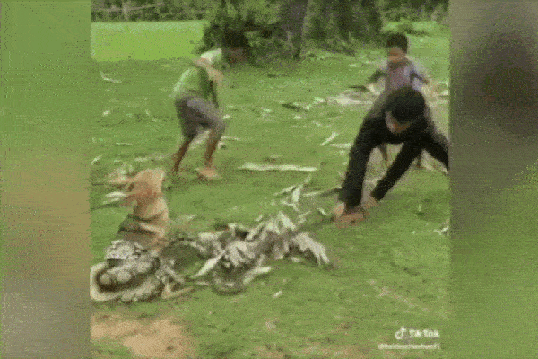 Chú chó bị trăn siết quanh người, 3 anh em liều mạng lao vào giải cứu