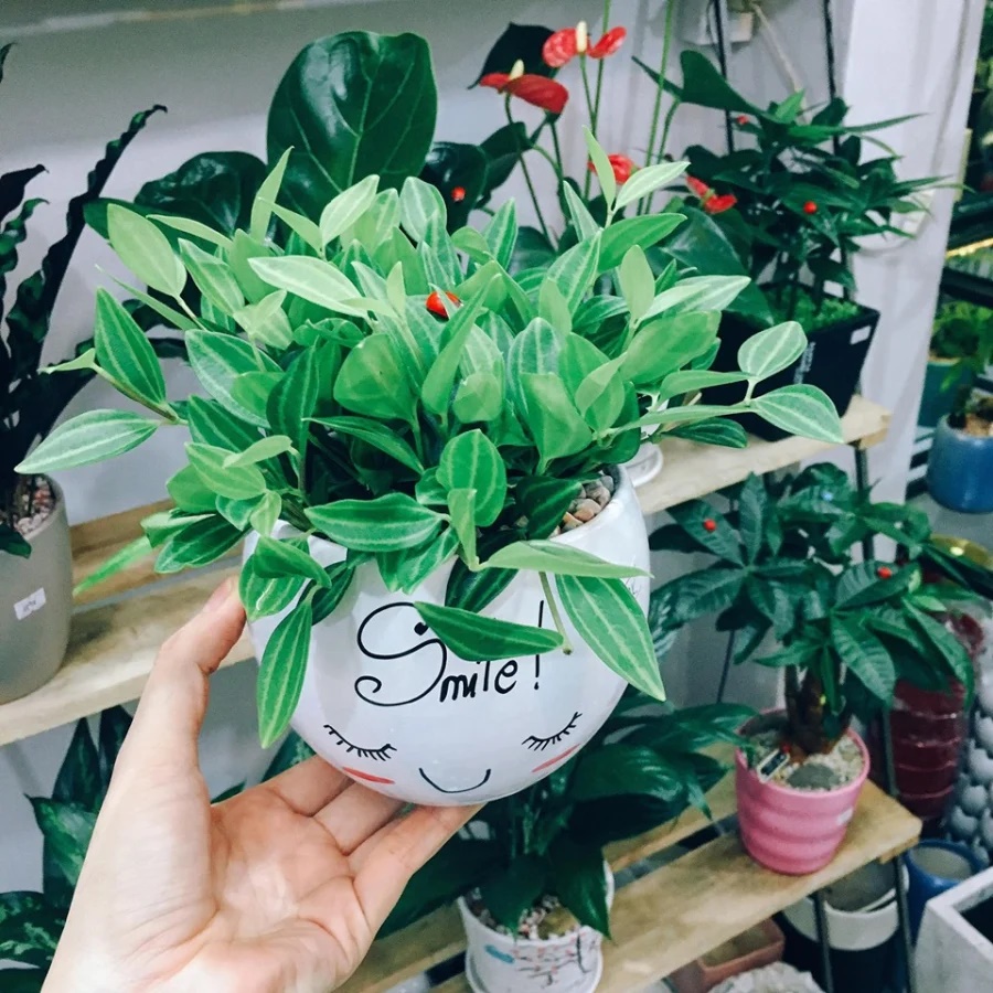 5 loại cây cảnh hút tài lộc, may mắn, giới nhà giàu khoái trồng trong nhà-2