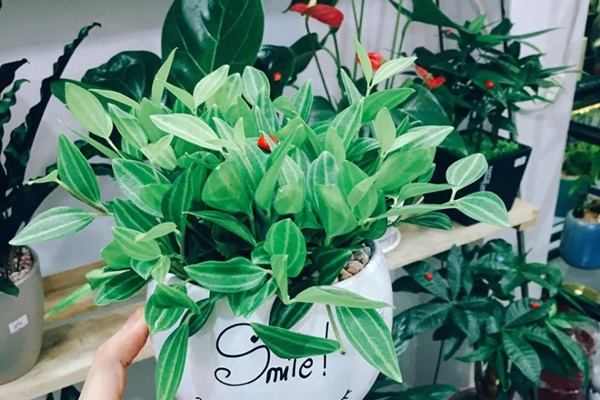 5 loại cây cảnh ra hoa báo điềm cho gia chủ: Tài lộc, phú quý, may mắn đua nhau vào nhà-4