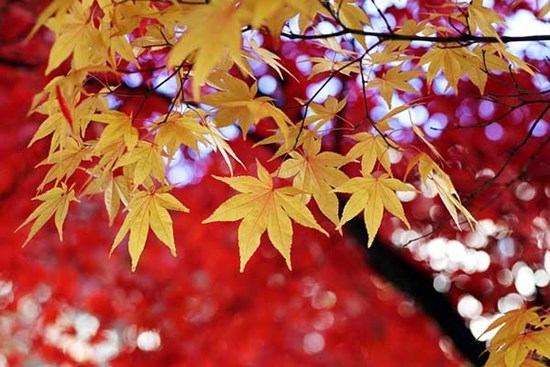 Từ đầu mùa thu, 4 con giáp cải thiện tài vận, tiền bạc nhiều, rắc rối ít, tâm trạng đẹp như tranh vẽ