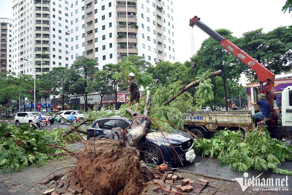 Cây xanh bật gốc đè bẹp nhiều ô tô trong mưa giông ở Hà Nội-1
