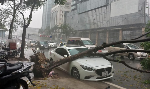 Cây xanh bật gốc đè bẹp nhiều ô tô trong mưa giông ở Hà Nội-2