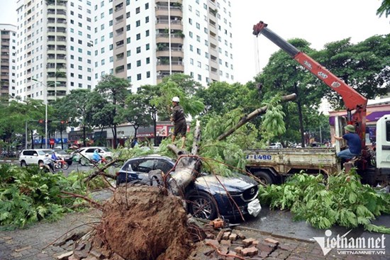 Cây xanh bật gốc đè bẹp nhiều ô tô trong mưa giông ở Hà Nội