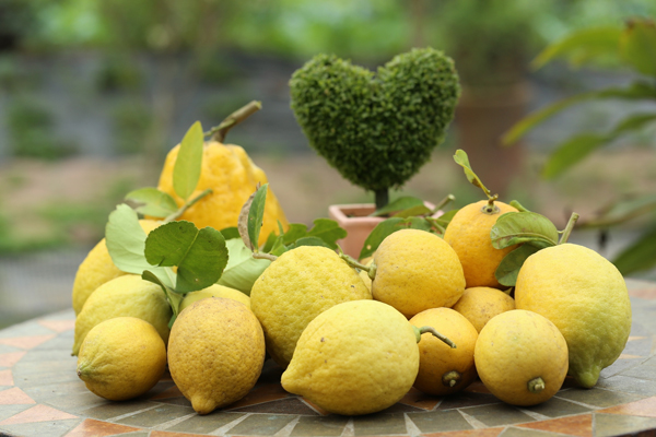 Loại chanh cùi dày, ít nước, có quả giá hơn 200.000 đồng vẫn cháy” hàng-4