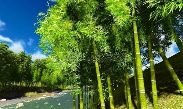 Câu nói: Ba không trồng trước mộ, bốn không để trên giường, nó có nghĩa là gì?-2