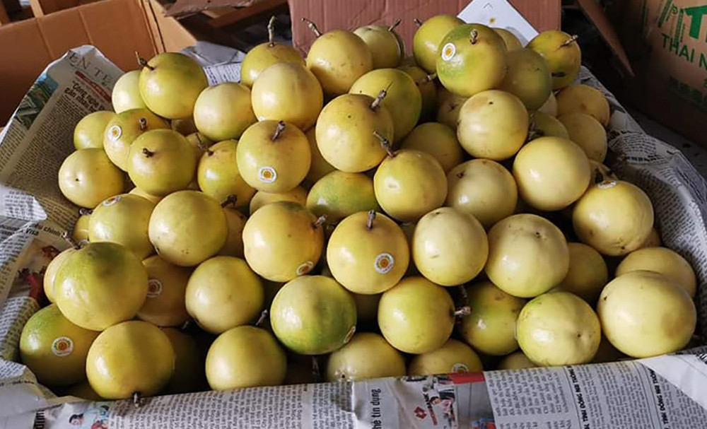 Chanh leo ngọt đắt khét, dân buôn cũng phải xếp hàng chờ mua-1