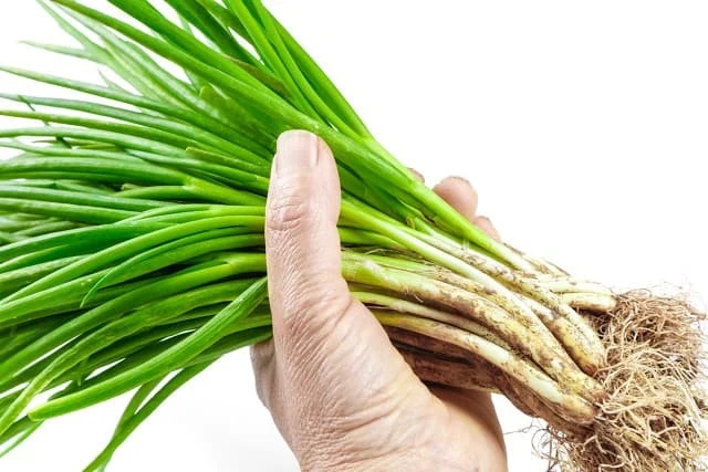 Hành lá mua nhiều trước khi bảo quản cần làm thêm 1 bước, để nửa năm vẫn tươi-1