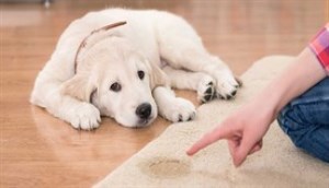 Rắc thứ bột này lên thảm, mùi và vết nước tiểu sẽ biến mất nhanh chóng mà chẳng cần giặt-1