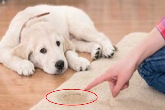 Rắc thứ bột này lên thảm, mùi và vết nước tiểu sẽ biến mất nhanh chóng mà chẳng cần giặt