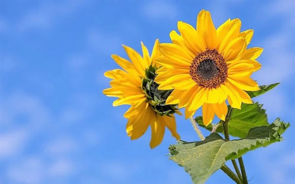 Trẻ sinh vào 4 tháng này có hồng phúc sâu dày: Dù trai hay gái đều có tương lai sáng như ngọc-2