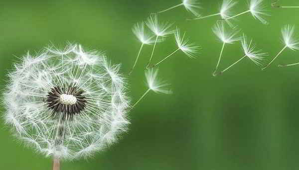 3 con giáp tốt bụng, khiêm nhường, có quý nhân phù trợ, hậu vận càng đủ đầy-2