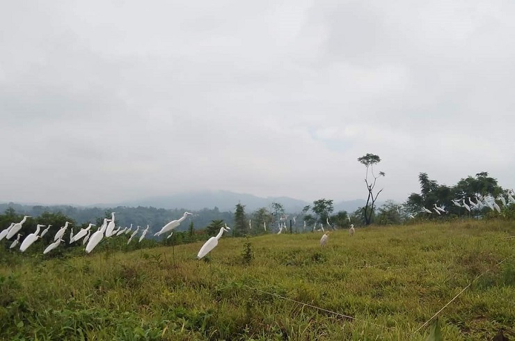 Thịt cò, vạc được rao bán tràn lan trên chợ mạng, giá chỉ từ 40 nghìn đồng/con-5