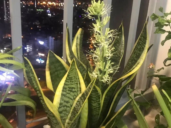 5 loại cây cảnh ra hoa báo điềm cho gia chủ: Tài lộc, phú quý, may mắn đua nhau vào nhà-1