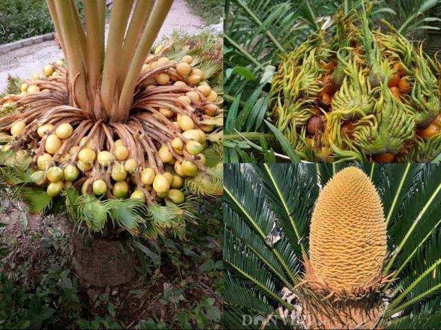 5 loại cây cảnh ra hoa báo điềm cho gia chủ: Tài lộc, phú quý, may mắn đua nhau vào nhà-2