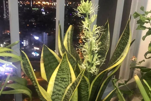 5 loại cây đuổi gián mạnh gấp 100 lần bình xịt một đi không quay lại, nhà nào cũng nên trồng 1 cây-4