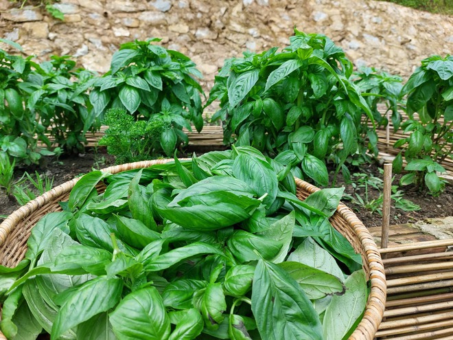 Người phụ nữ bỏ phố về cao nguyên Mộc Châu xây nhà trồng rau-4