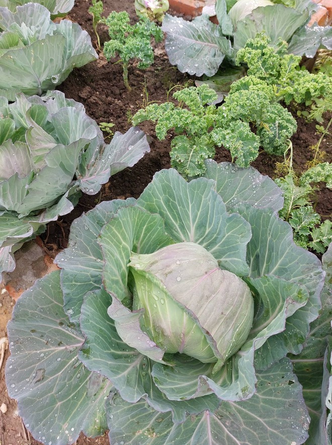 Người phụ nữ bỏ phố về cao nguyên Mộc Châu xây nhà trồng rau-6