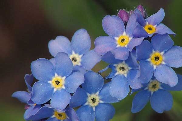 Cẩn thận, tỉ mỉ, 3 con giáp biết nắm bắt cơ hội, sự nghiệp thành công, hôn nhân hạnh phúc-1