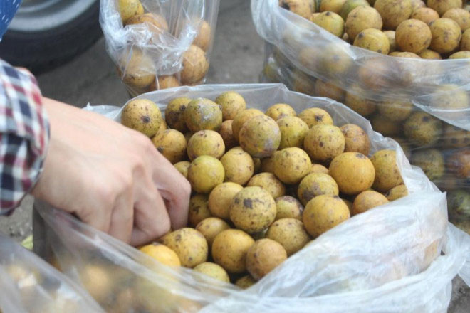 Sấu chín cuối vụ đắt gấp 3 lần vẫn được nhiều người săn lùng-1