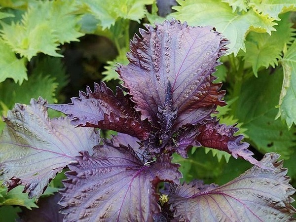 3 đối tượng không nên uống nước lá tía tô và thời điểm uống tốt nhất để giải nhiệt, đẹp da-1